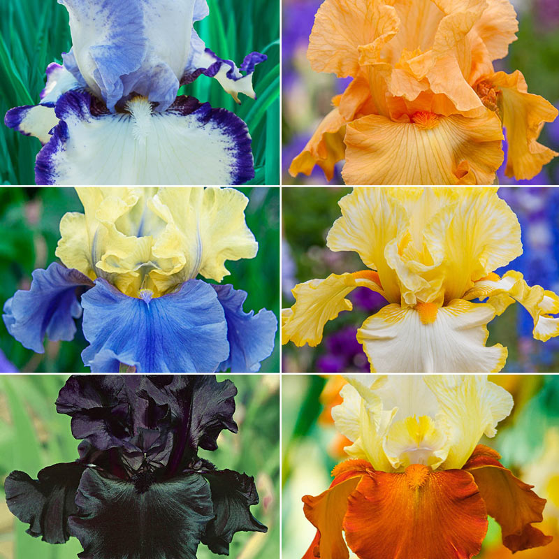 Seedsplant® Showtime Collection Bearded Iris Species Growing Bonsai Bulbs Roots Rhizomes Corms Tubers Potted Planting Reblooming Fragrant Garden Flower Seeds Plant
