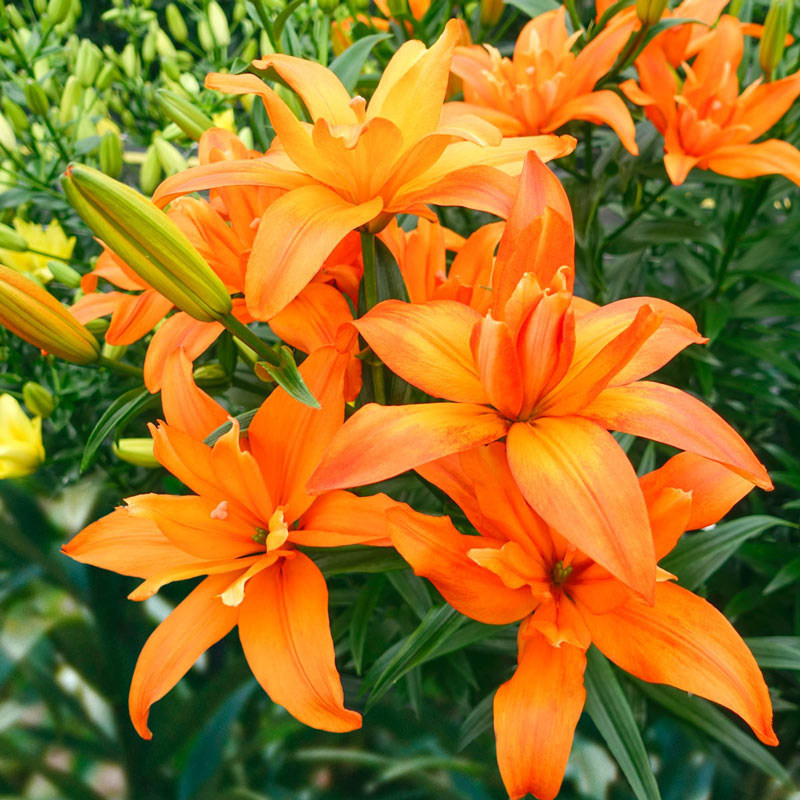 Pollen-Free Scoubidou Double Asiatic Lily Blooms Species Growing Bonsai Bulbs Roots Rhizomes Corms Tubers Potted Planting Reblooming Fragrant Garden Flower Seeds Plant
