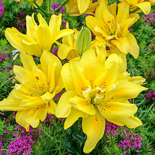 Fata Morgana Lily For No-Mess Bouquets Lily Blooms Species Growing Bonsai Bulbs Roots Rhizomes Corms Tubers Potted Planting Reblooming Fragrant Garden Flower Seeds Plant