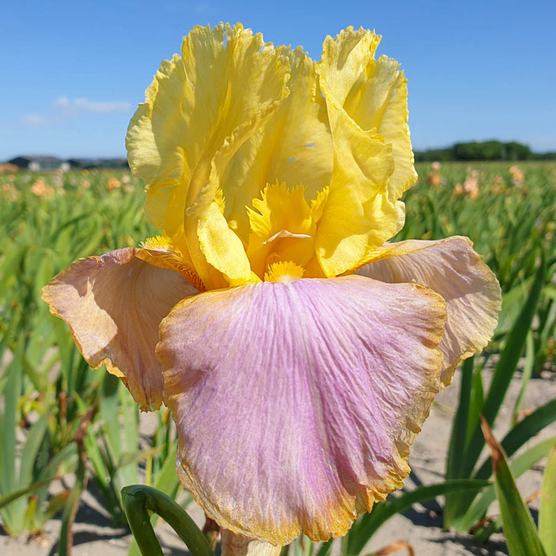Sunset Sky Bearded Iris Species Growing Bonsai Bulbs Roots Rhizomes Corms Tubers Potted Planting Reblooming Fragrant Garden Flower Seeds Plant