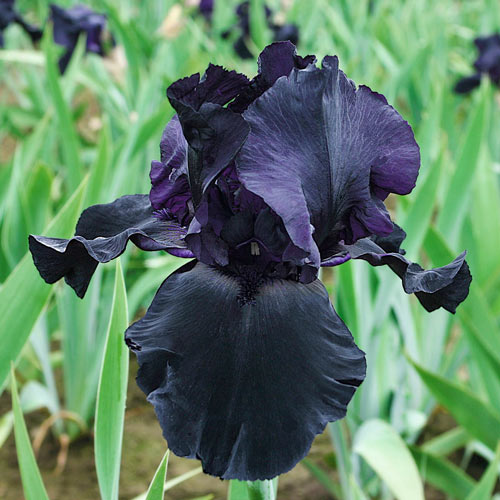 Blackwater German Iris Dark and Ruffled Perennials Reblooming Bearded Iris Excellent Pot Flower Garden Addition Flower Seeds Plant