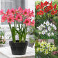 Sonatini Collection Amaryllis Hippeastrum Blooms Species Growing Bonsai Bulbs Roots Rhizomes Corms Tubers Potted Planting Reblooming Fragrant Garden Flower Seeds Plant  Size 12-16cm