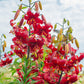 Red Velvet Lily Blooms Species Growing Bonsai Bulbs Roots Rhizomes Corms Tubers Potted Planting Reblooming Fragrant Garden Flower Seeds Plant