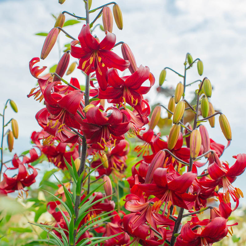 Red Velvet Lily Blooms Species Growing Bonsai Bulbs Roots Rhizomes Corms Tubers Potted Planting Reblooming Fragrant Garden Flower Seeds Plant