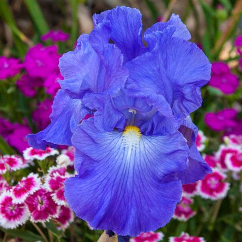 Stunning Blue Iris Victoria Falls Reblooming German Iris Garden Plants Multiply Rapidly Beauty Rebloom Iris Bulbs Home Balcony Bonsai Flower Seeds Plant