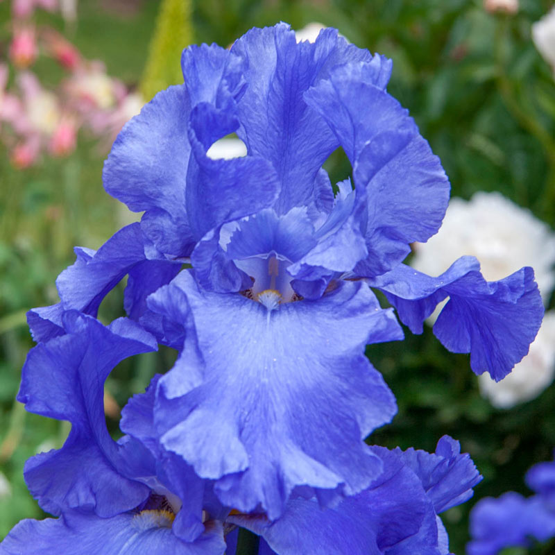 Sugar Blues Reblooming Bearded Iris Temple Bells Japanese Iris Spectacular Flowering Blooming Sized Roots bulbsGarden Flower Seeds Plant