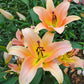 Zelmira Lily Tree Lily Blooms Species Growing Bonsai Bulbs Roots Rhizomes Corms Tubers Potted Planting Reblooming Fragrant Garden Flower Seeds Plant