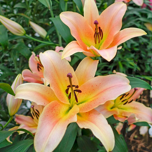 Zelmira Lily Tree Lily Blooms Species Growing Bonsai Bulbs Roots Rhizomes Corms Tubers Potted Planting Reblooming Fragrant Garden Flower Seeds Plant