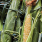 Corn, Ambrosia Hybrid