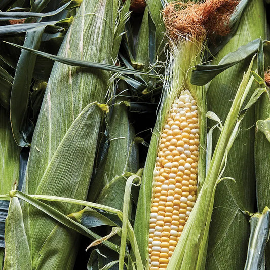 Corn, Ambrosia Hybrid