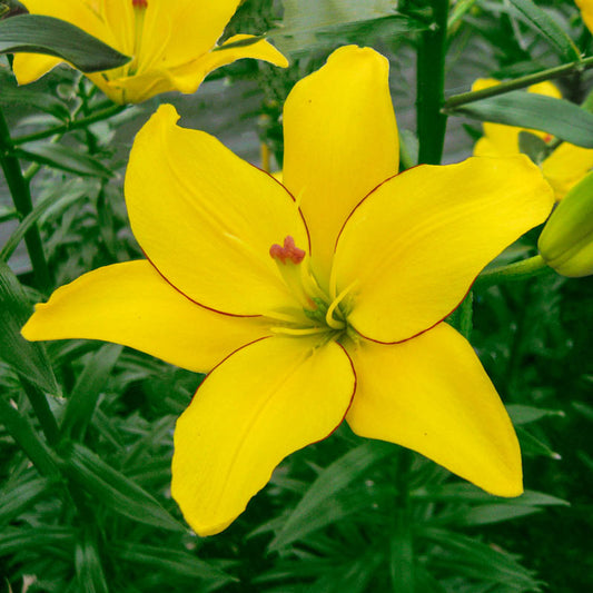 Yellow Cocotte Asiatic Lily Blooms Species Growing Bonsai Bulbs Roots Rhizomes Corms Tubers Potted Planting Reblooming Fragrant Garden Flower Seeds Plant