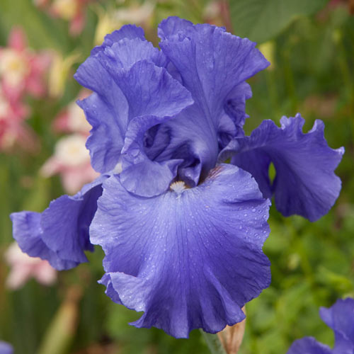 Yaquina Blue German Iris Growing Bonsai Seeds Flower Iris species Plant Bulbs Roots Rhizomes Corms Tubers Potted Planting Reblooming Fragrant Garden