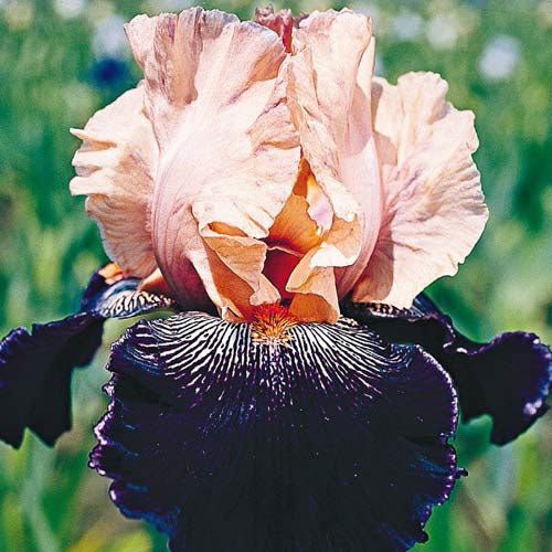 Wench Tall Bearded Iris Species Growing Bonsai Bulbs Roots Rhizomes Corms Tubers Potted Planting Reblooming Fragrant Garden Flower Seeds Plant