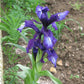 Shooting Star Very Dark Bearded Iris Species Growing Bonsai Bulbs Roots Rhizomes Corms Tubers Potted Planting Reblooming Fragrant Garden Flower Seeds Plant