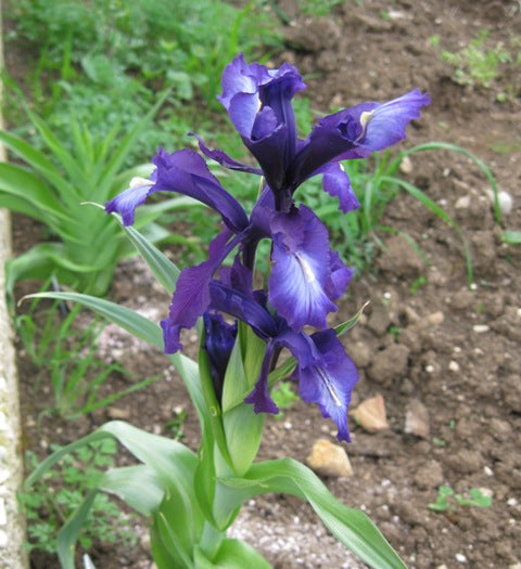 Shooting Star Very Dark Bearded Iris Species Growing Bonsai Bulbs Roots Rhizomes Corms Tubers Potted Planting Reblooming Fragrant Garden Flower Seeds Plant