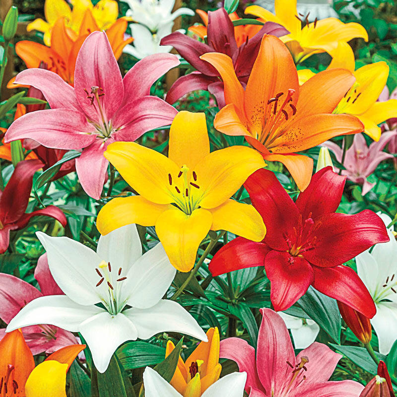 Asiatic Lily Mixture Super Sak Lily Blooms Species Growing Bonsai Bulbs Roots Rhizomes Corms Tubers Potted Planting Reblooming Fragrant Garden Flower Seeds Plant