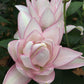 Anouska Double Oriental Lily Blooms Species Growing Bonsai Bulbs Roots Rhizomes Corms Tubers Potted Planting Reblooming Fragrant Garden Flower Seeds Plant