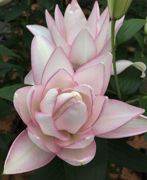 Anouska Double Oriental Lily Blooms Species Growing Bonsai Bulbs Roots Rhizomes Corms Tubers Potted Planting Reblooming Fragrant Garden Flower Seeds Plant