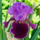 Violet Turner Reblooming Iris Velvety Falls Rimmed with Violet-Blue Iris Species Growing Bonsai Bulbs Roots Rhizomes Corms Tubers Potted Planting Reblooming Fragrant Garden Flower Seeds Plant