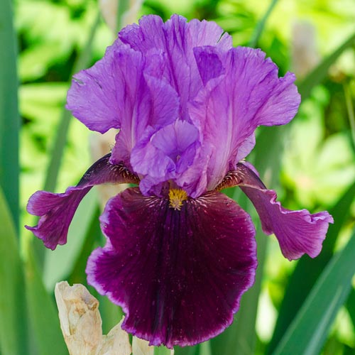 Violet Turner Reblooming Iris Velvety Falls Rimmed with Violet-Blue Iris Species Growing Bonsai Bulbs Roots Rhizomes Corms Tubers Potted Planting Reblooming Fragrant Garden Flower Seeds Plant