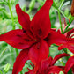 Red County Lily Blooms Species Growing Bonsai Bulbs Roots Rhizomes Corms Tubers Potted Planting Reblooming Fragrant Garden Flower Seeds Plant