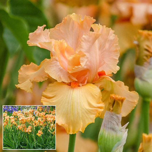 Autumn Riesling Bearded Iris Species Growing Bonsai Bulbs Roots Rhizomes Corms Tubers Potted Planting Reblooming Fragrant Garden Flower Seeds Plant