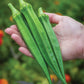 Okra, Go Big