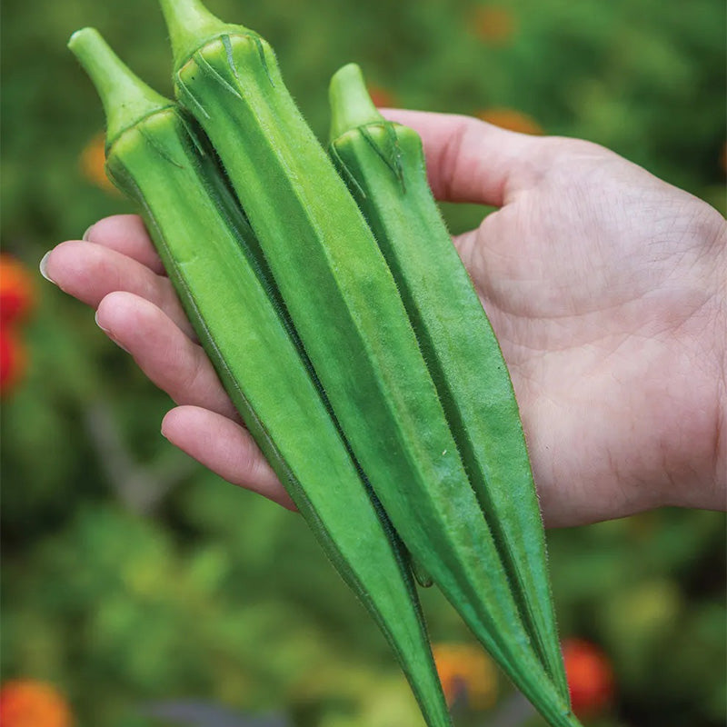 Okra, Go Big