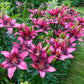 Trendy Santo Domingo Carpet Border Lily Blooms Species Growing Bonsai Bulbs Roots Rhizomes Corms Tubers Potted Planting Reblooming Fragrant Garden Flower Seeds Plant