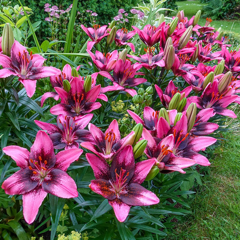 Trendy Santo Domingo Carpet Border Lily Blooms Species Growing Bonsai Bulbs Roots Rhizomes Corms Tubers Potted Planting Reblooming Fragrant Garden Flower Seeds Plant