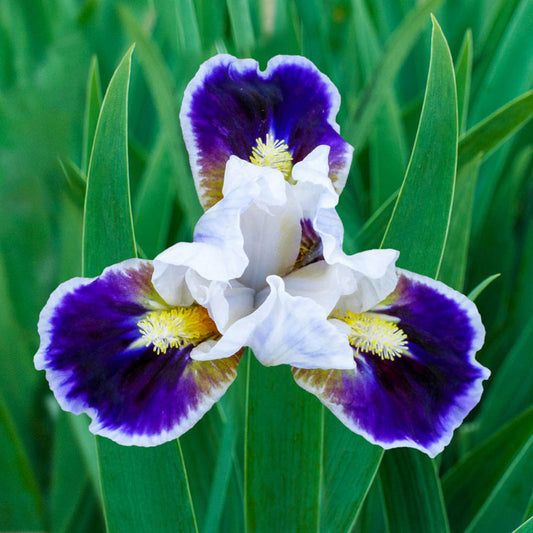Bitty Beauty Dwarf Bearded Iris Species Growing Bonsai Bulbs Roots Rhizomes Corms Tubers Potted Planting Reblooming Fragrant Garden Flower Seeds Plant
