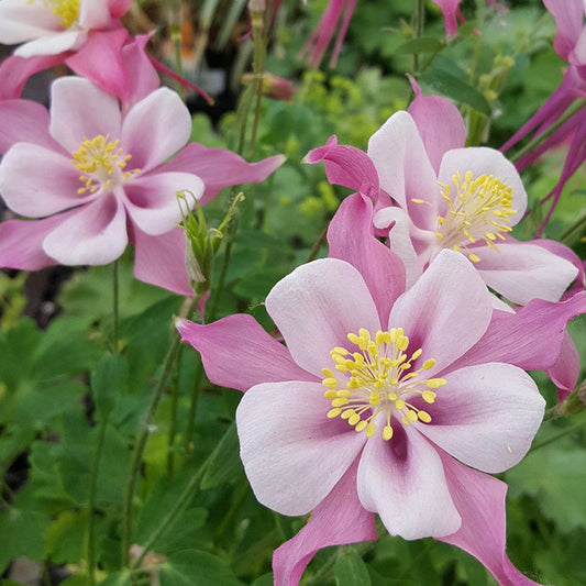 Columbine, Early Bird Light Pink & White