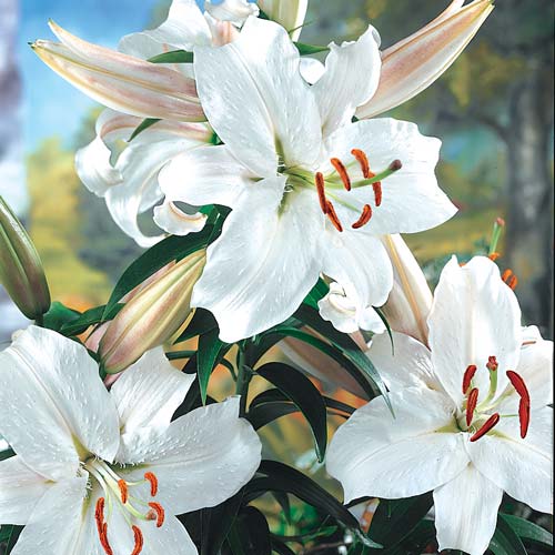 Snow Princess Stargazer Lily Blooms Species Growing Bonsai Bulbs Roots Rhizomes Corms Tubers Potted Planting Reblooming Fragrant Garden Flower Seeds Plant
