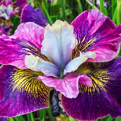 Siberian Iris Charming Billy Bearded Garden Fragrant Flower Seeds Plants Multiply Rapidly Home Balcony Bonsai Potted Planting Reblooming Fragrant Garden