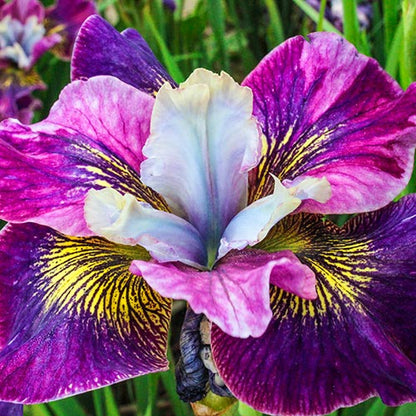 Siberian Iris Charming Billy Bearded Garden Fragrant Flower Seeds Plants Multiply Rapidly Home Balcony Bonsai Potted Planting Reblooming Fragrant Garden