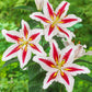 Big Smile Lily Blooms Species Growing Bonsai Bulbs Roots Rhizomes Corms Tubers Potted Planting Reblooming Fragrant Garden Flower Seeds Plant