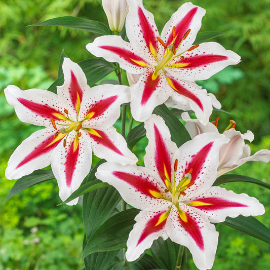 Big Smile Lily Blooms Species Growing Bonsai Bulbs Roots Rhizomes Corms Tubers Potted Planting Reblooming Fragrant Garden Flower Seeds Plant
