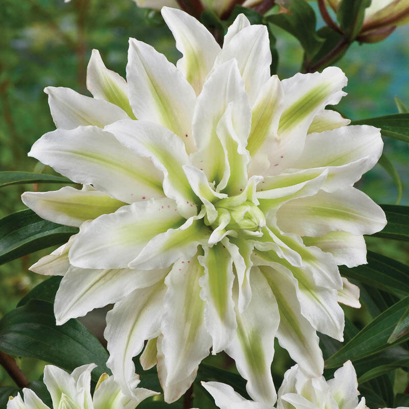 Polar Star Double Lily Blooms Species Growing Bonsai Bulbs Roots Rhizomes Corms Tubers Potted Planting Reblooming Fragrant Garden Flower Seeds Plant