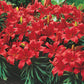 Red Storm Border Lily Lily Blooms Species Growing Bonsai Bulbs Roots Rhizomes Corms Tubers Potted Planting Reblooming Fragrant Garden Flower Seeds Plant
