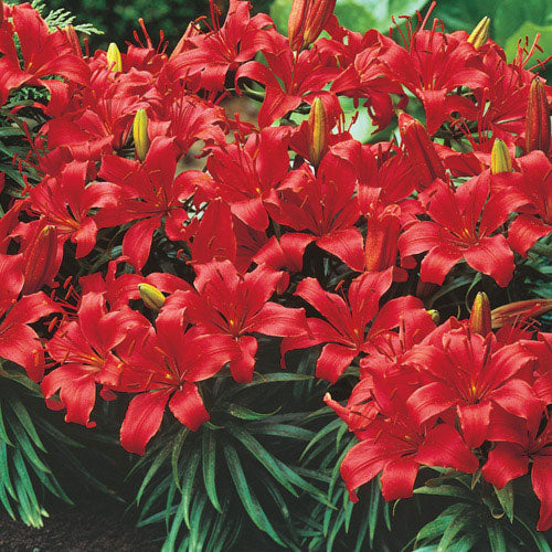 Red Storm Border Lily Lily Blooms Species Growing Bonsai Bulbs Roots Rhizomes Corms Tubers Potted Planting Reblooming Fragrant Garden Flower Seeds Plant