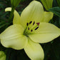 Trebbiano Easter Asiatic Lily Blooms Species Growing Bonsai Bulbs Roots Rhizomes Corms Tubers Potted Planting Reblooming Fragrant Garden Flower Seeds Plant