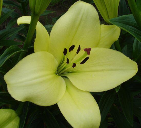 Trebbiano Easter Asiatic Lily Blooms Species Growing Bonsai Bulbs Roots Rhizomes Corms Tubers Potted Planting Reblooming Fragrant Garden Flower Seeds Plant