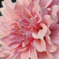 Premium Pinkish White Dahlia Seeds