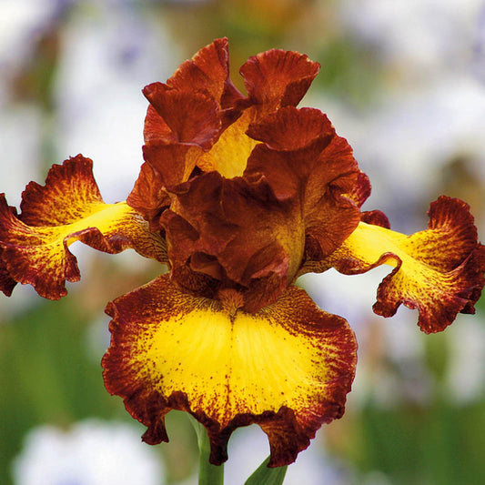 Bee My Honey Bearded Iris Species Growing Bonsai Bulbs Roots Rhizomes Corms Tubers Potted Planting Reblooming Fragrant Garden Flower Seeds Plant