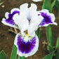 Riveting Miniature German Iris  Pretty Blossom Iris Bulbs Elegant Pretty Blossom Bonsai Flower Gorgeous Garden Display