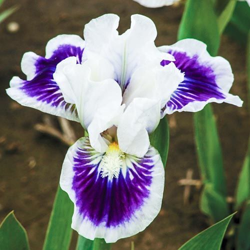 Riveting Miniature German Iris  Pretty Blossom Iris Bulbs Elegant Pretty Blossom Bonsai Flower Gorgeous Garden Display