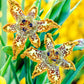 Starfish Iris Looks Like a Sea Star Brilliant Golden Iris Bulbs Bearded Fragrant Flowers Bonsai Outdoor Garden Home Balcony Decoration Flowering Twice a Year