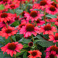 Red Coneflower Seeds - Vibrant Hardy Perennial Pollinator Flower