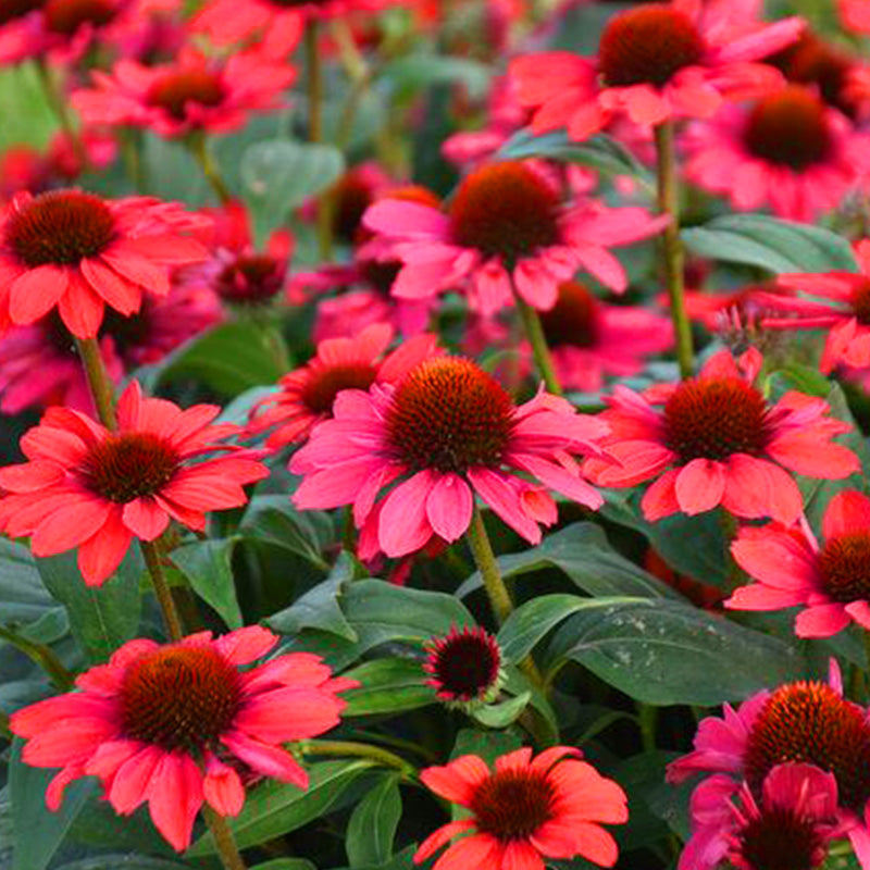 Red Coneflower Seeds - Vibrant Hardy Perennial Pollinator Flower