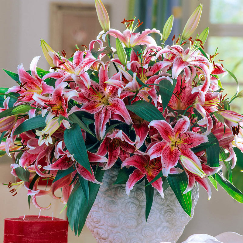 Stargazer Lily Blooms Species Growing Bonsai Bulbs Roots Rhizomes Corms Tubers Potted Planting Reblooming Fragrant Garden Flower Seeds Plant